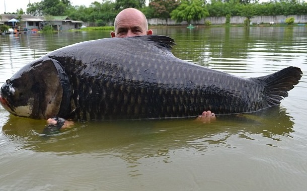 Du khách người Anh Andy Harman đi nghỉ ở Thái Lan và đã bắt được chú cá chép nặng nhất thế giới